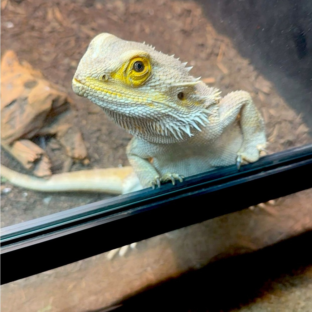 In Memory of Mushu❤️🐉